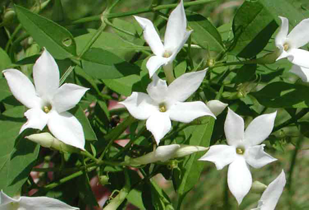 Jasminum officinale