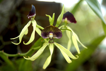 L'orchidea Encyclia