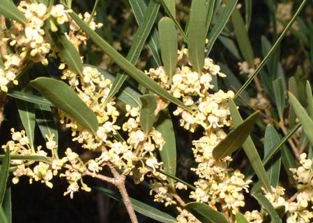 Phillyrea angustifolia