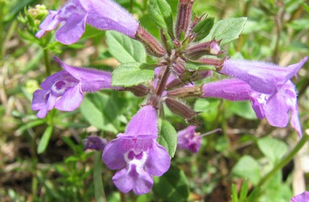 acinos alpinus