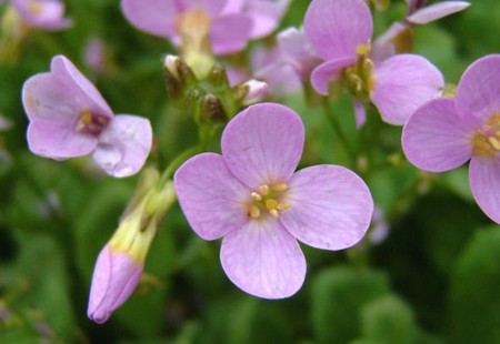 arabis caucasica