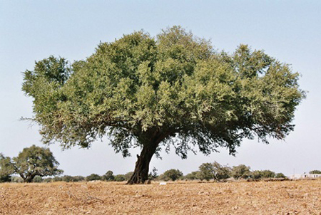 L’Argania spinosa, ovvero l’albero dell’olio di Argan