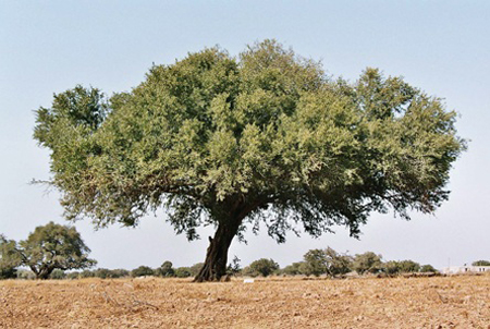 argania spinosa