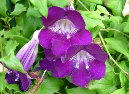 asarina scandens