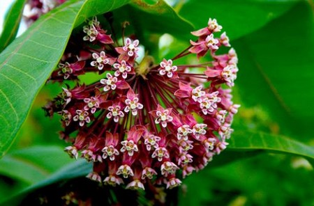 asclepias syriaca