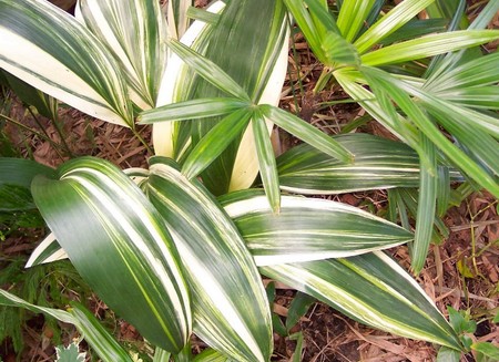 aspidistra variegata