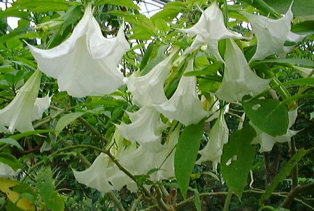 brugmansia