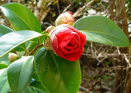 camelia