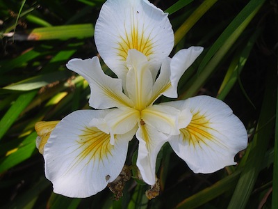 cultivar