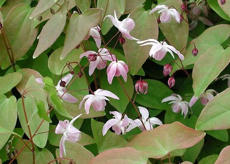 epimedium