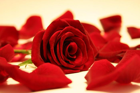 San Valentino: quali fiori regalare per questa ricorrenza?