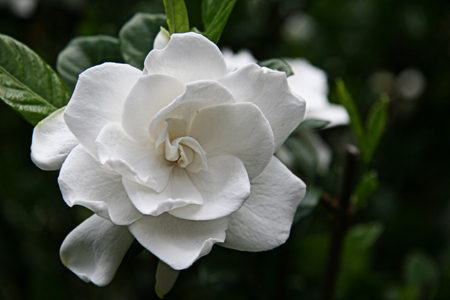 gardenia