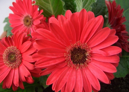 gerbera