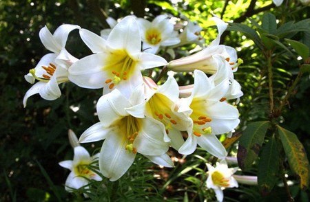 lilium regale