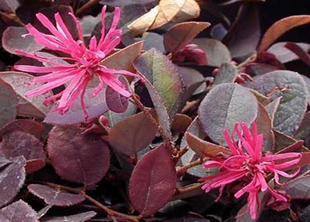 loropetalum chinense