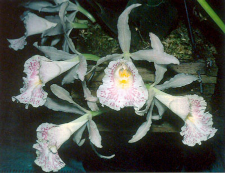L'orchidea Trichopilia
