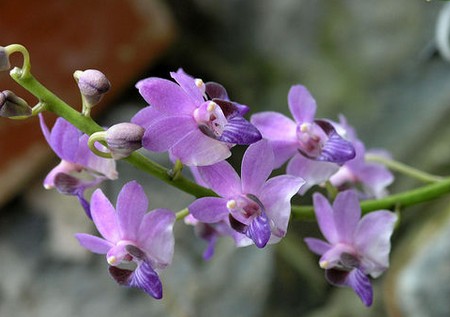 L'orchidea Doritis