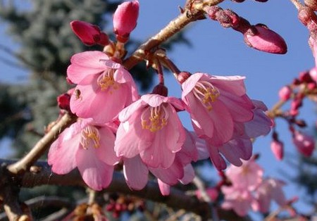 prunus cerasus