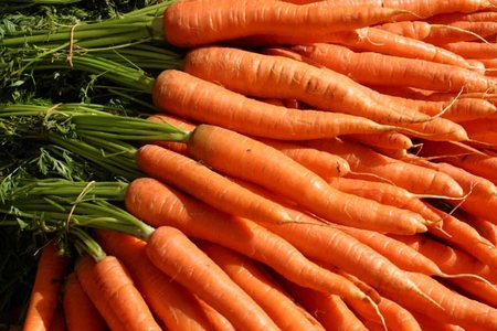 Cosa seminare a febbraio, le carote