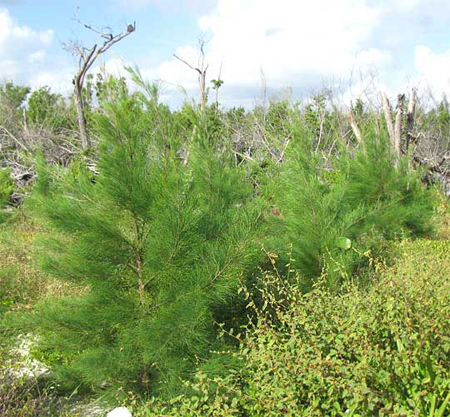 Casuarina equisetifolia