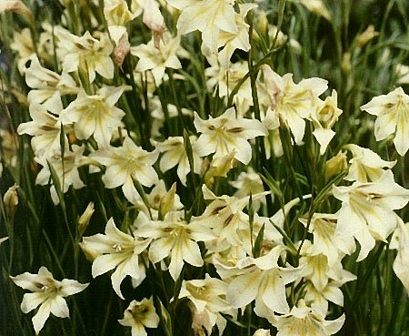 Gladiolus_tristis