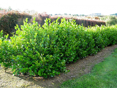 Griselinia Littoralis