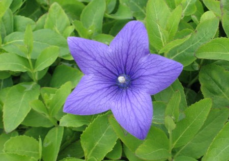 Platycodon grandiflorus