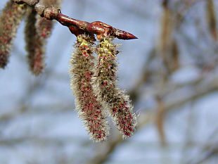 aspen fiore di bach