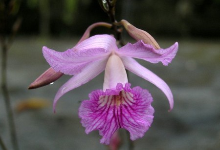 L'orchidea Broughtonia