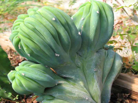 Piante grasse: il Cactus dei mirtilli