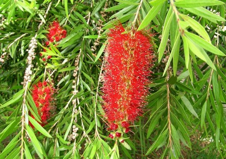 callistemon viminalis