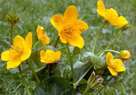 caltha palustris