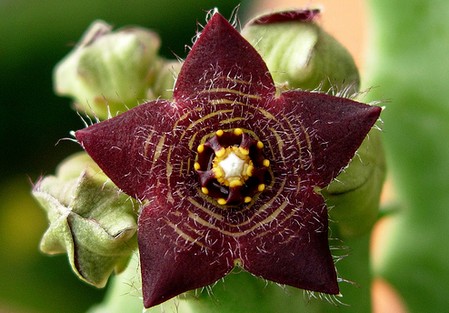 caralluma