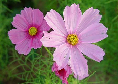 cosmos bipinnatus