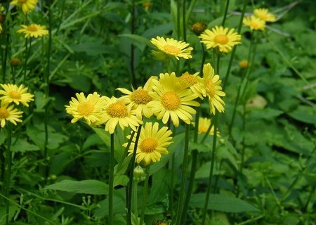 doronicum