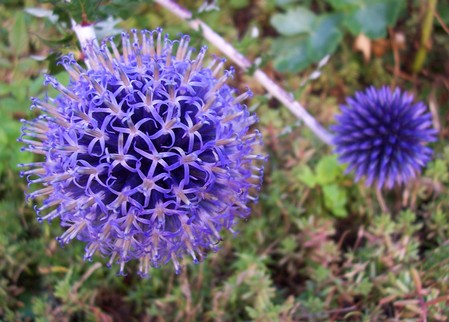 echinops