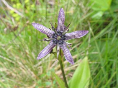 genzianella stellata