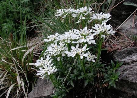 iberis sempervirens