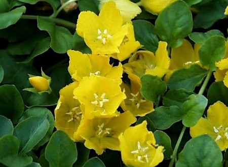 lysimachia