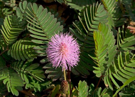 Semine di marzo: la Mimosa pudica