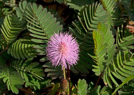 mimosa pudica