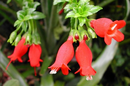 mitraria coccinea