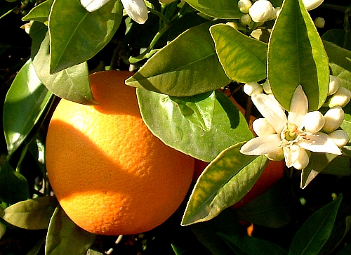 L'arancio amaro, un semplice rimedio curativo