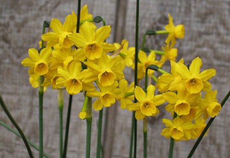 Linguaggio dei fiori, il Narciso
