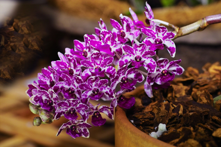 orchidea Rhynchostylis