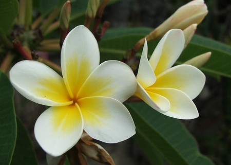 plumeria