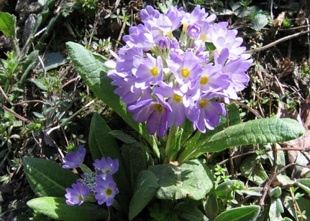 primula denticulata