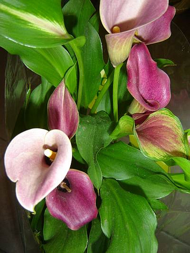 zantedeschia rehmannii