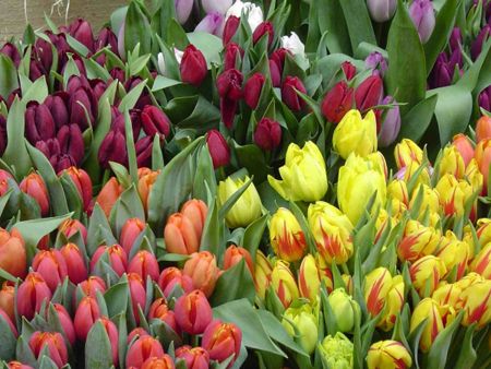 Tulipani, cure e coltivazione