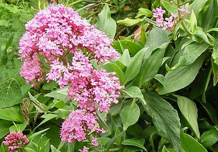 valeriana rossa